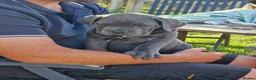 Cane Corso dogs for sale: Absolutely stunning Cane Corso’s  - Advert 7