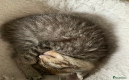 Ragdoll cats for sale: Beautiful Ragdoll/Bengal cross - Image 6