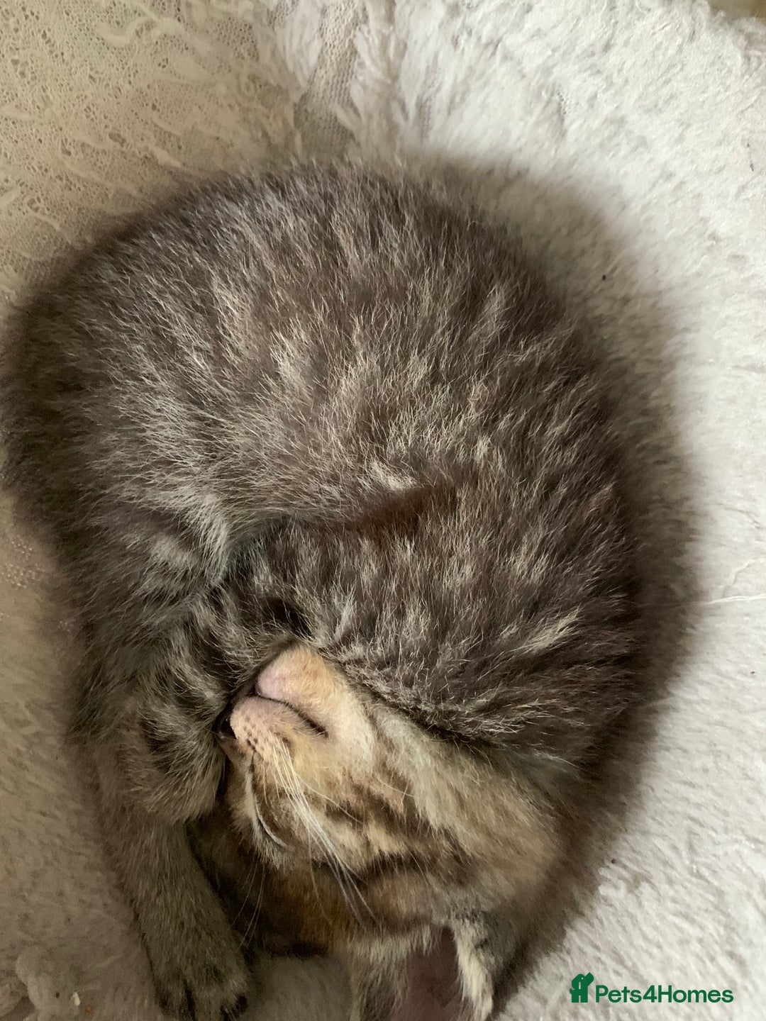 Ragdoll cats for sale: Beautiful Ragdoll/Bengal cross - Image 6