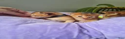 Abyssinian cats for sale: One beautiful Abyssinian boy - Advert 26