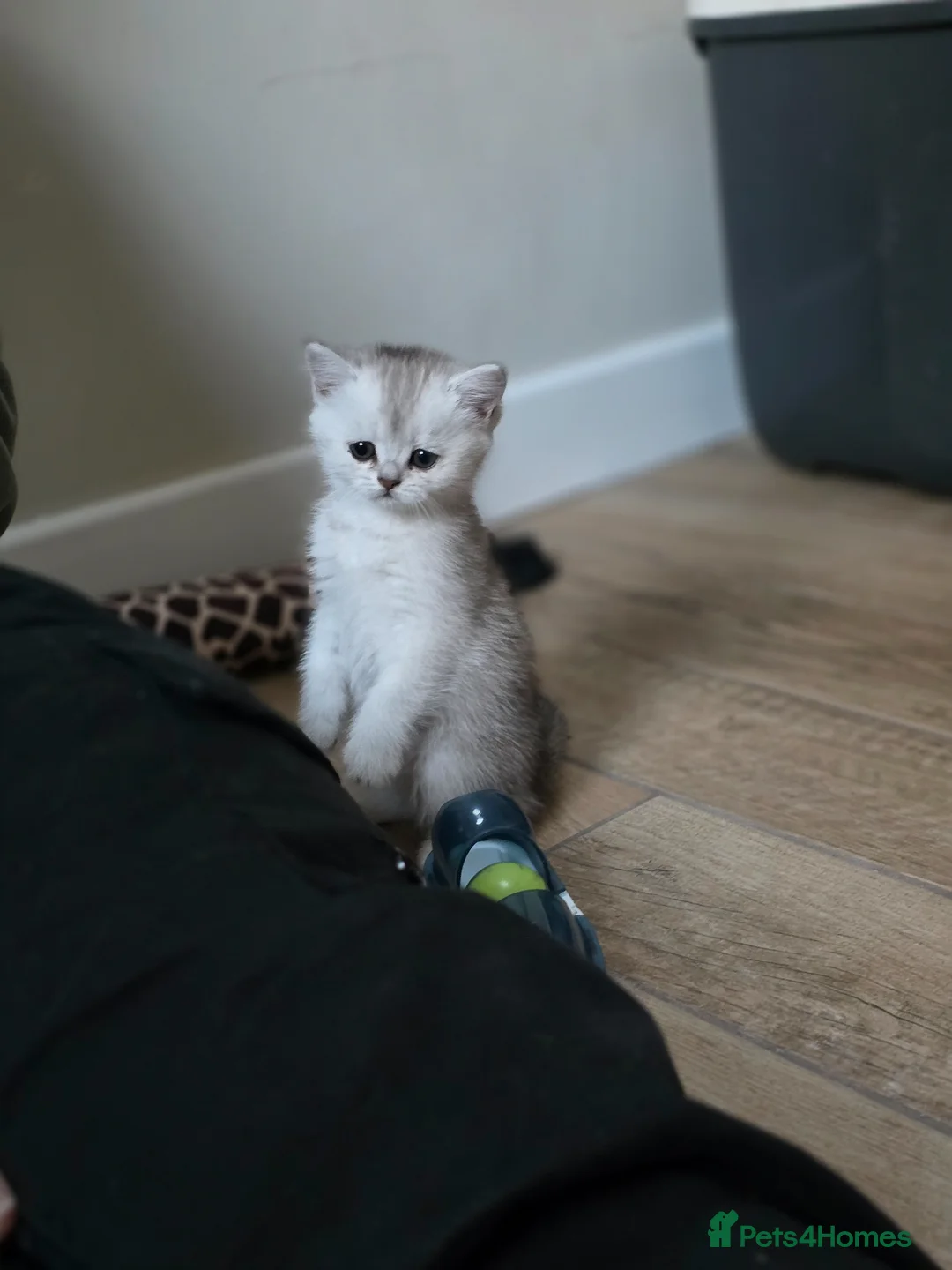 Scottish Fold cats for sale: *LAST LITTLE GIRL REMAINING* STUNNING TICA BABIES - Advert 2