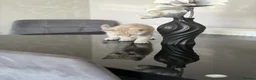 Scottish Fold cats for sale: Beautiful Scottish straights READY NOW  - Advert 17