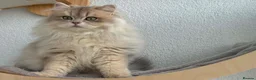 British Longhair cats for sale: Active-reg Stunning British Longhair for sale - Advert 3