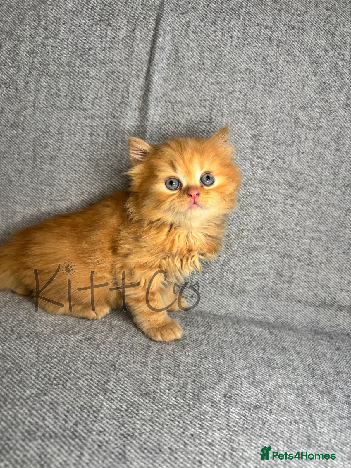 British Shorthair cats Unique Pedigree Kittens - Advert 2