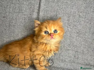 British Shorthair cats Unique Pedigree Kittens - Advert 2