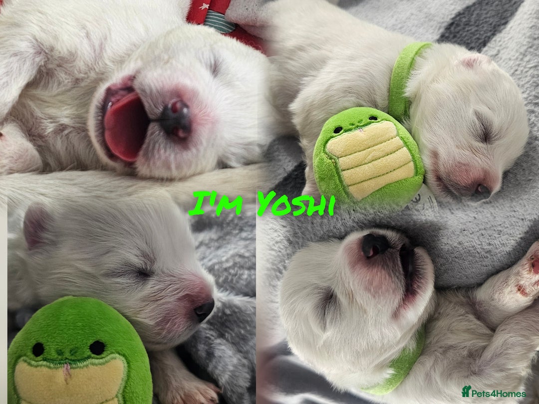 Samoyed dogs for sale: 2wonderful, purebred boys. (For therapy dogs) - Image 14