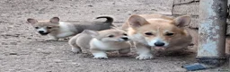 Welsh Corgi Pembroke dogs for sale: KC Pembroke Corgis  - Advert 9