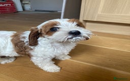 Cavapoo dogs for sale: 8 week old Cavapoo girl - Image 5