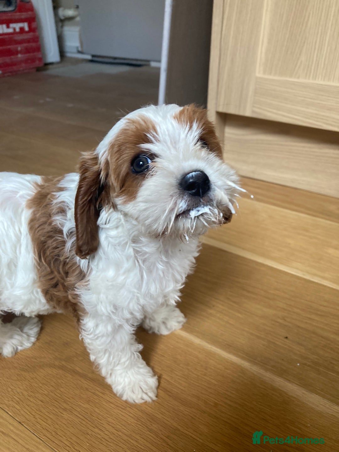 Cavapoo dogs for sale: 8 week old Cavapoo girl - Image 5