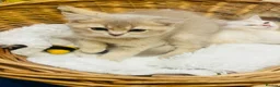 Scottish Fold cats for sale:  Kittens Ready for Their Forever Homes - Advert 4