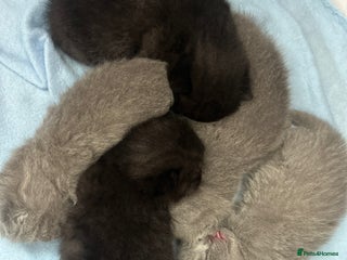 British Shorthair cats Pure British shorthair kittens - Advert 16