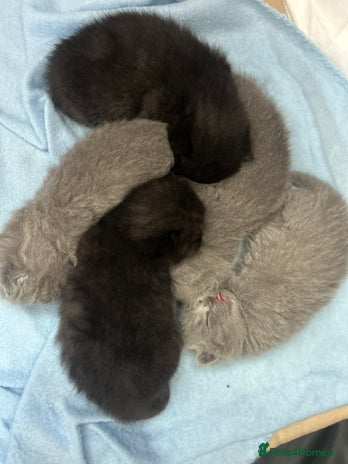 British Shorthair cats Pure British shorthair kittens - Advert 6