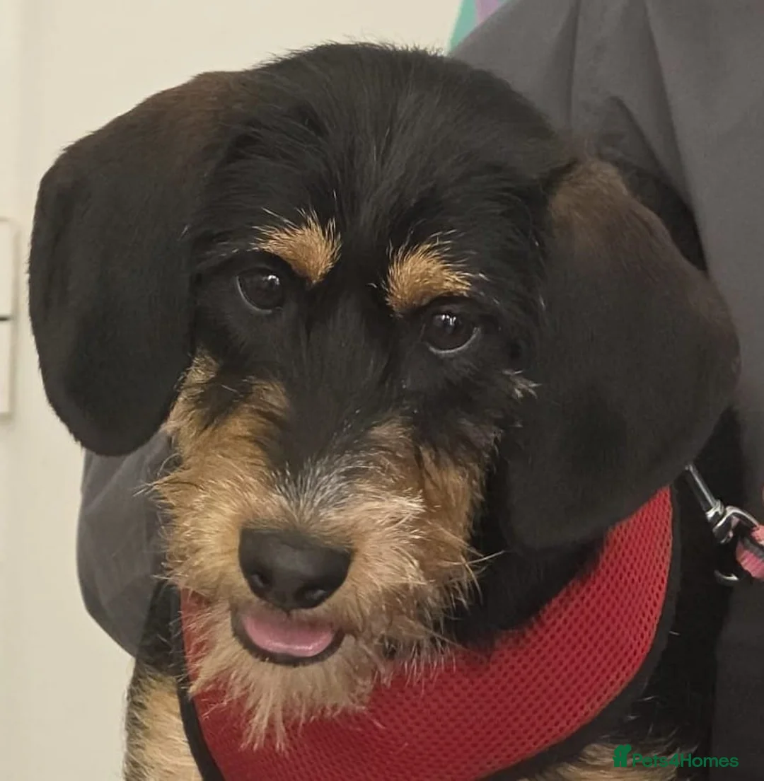 Mixed Breed dogs for adoption: Betsy - a gorgeous wirehaired girl in Matlock - Advert 3