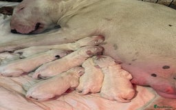 English Bull Terrier dogs for sale: Champion Bloodline English Bull Terrier Puppies  - Image 1