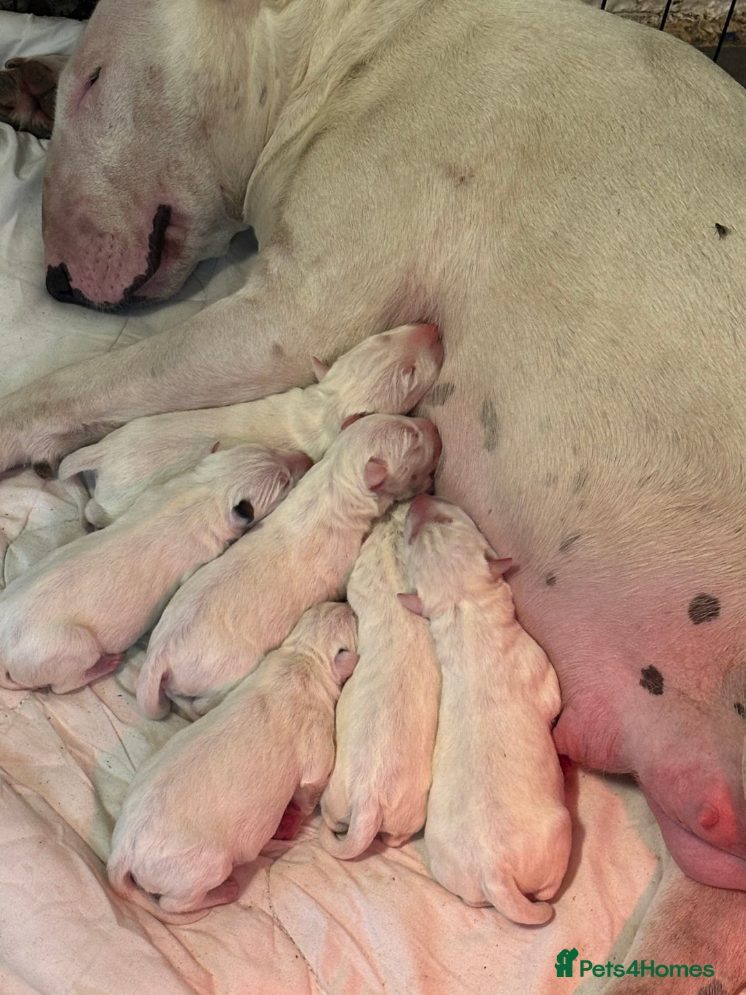 English Bull Terrier dogs for sale: Champion Bloodline English Bull Terrier Puppies  - Image 1