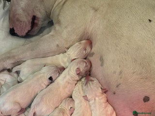 English Bull Terrier dogs - Advert 4