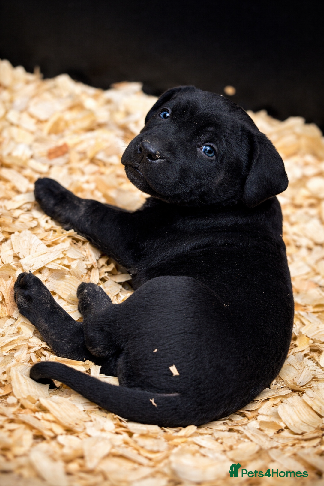 Presa Canario dogs for sale: Working Line Presa Canario Puppies - Advert 10