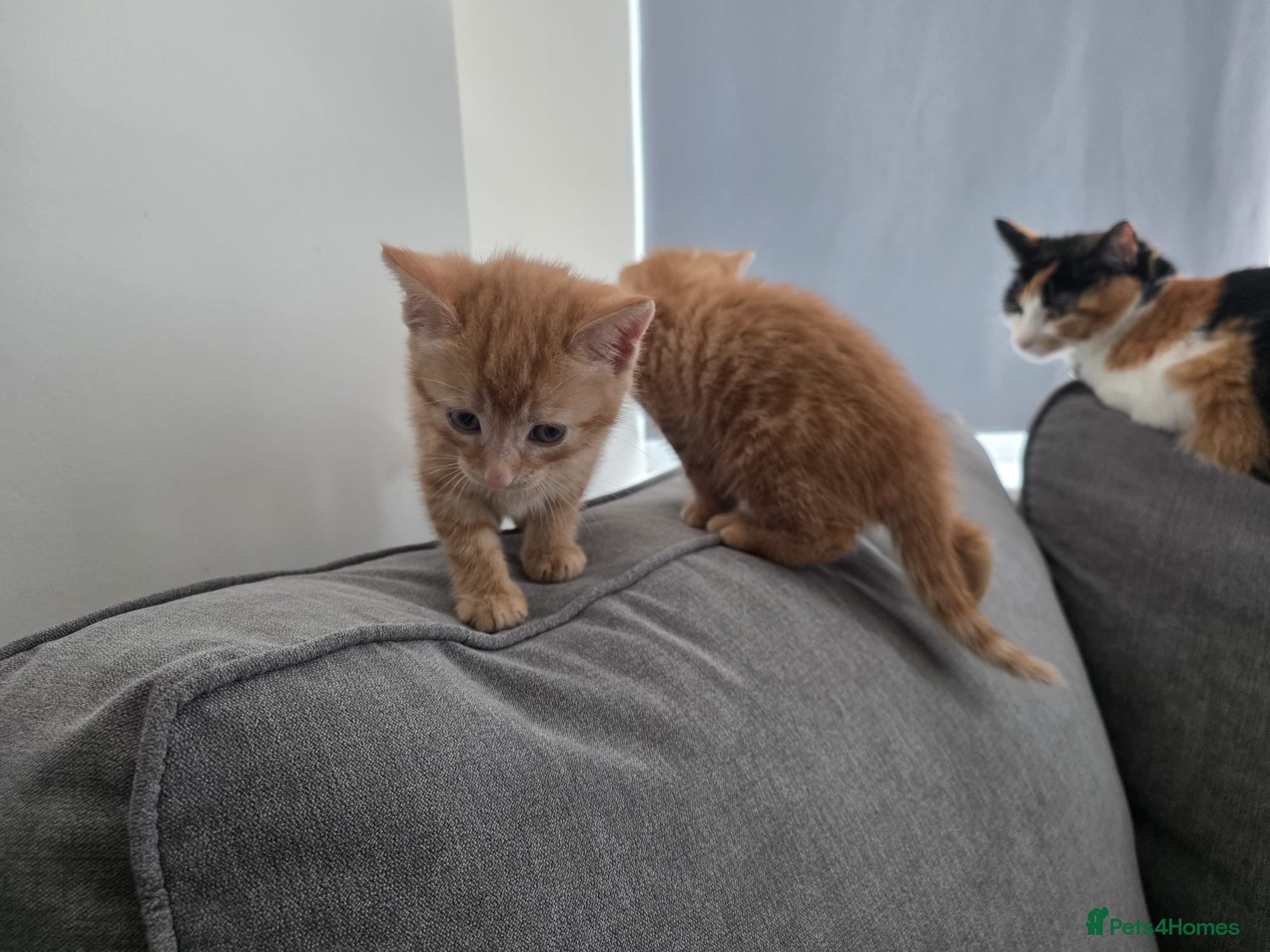 Mixed Breed cats Two ginger kittens for sale  - Advert 1