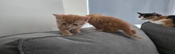 Mixed Breed cats for sale: Two ginger kittens for sale  in Kingston upon Thames - Advert 1