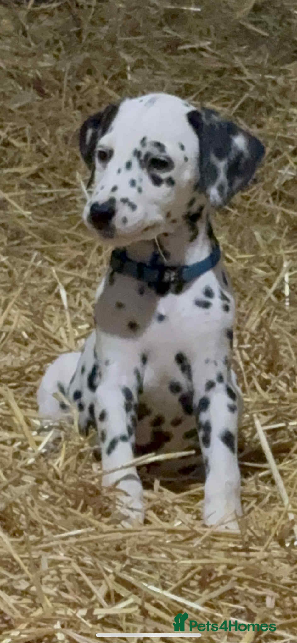 Dalmatian dogs Dalmatian puppies available  - Advert 3