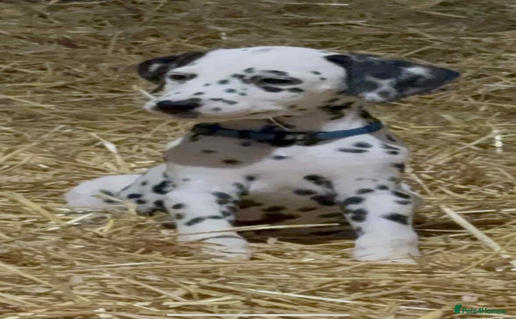 Dalmatian dogs 9 week old Dalmatian puppies available  - Advert 1