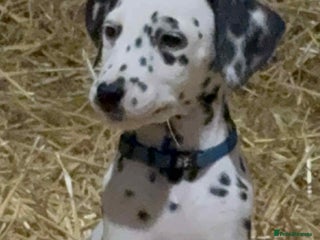 Dalmatian dogs for sale: 9 week old Dalmatian puppies available - Advert 1