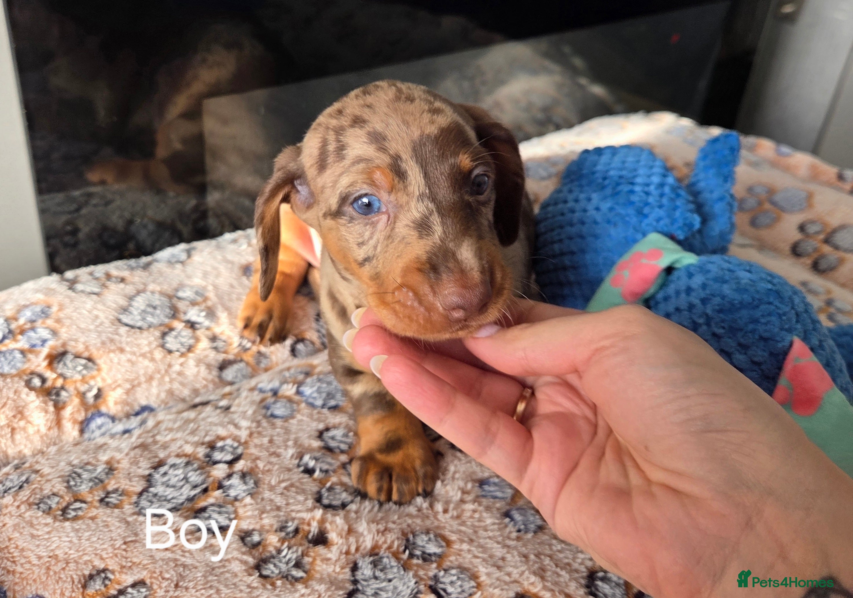 Miniature Dachshund dogs Kc Miniature Dachshunds ❤️ - Advert 1