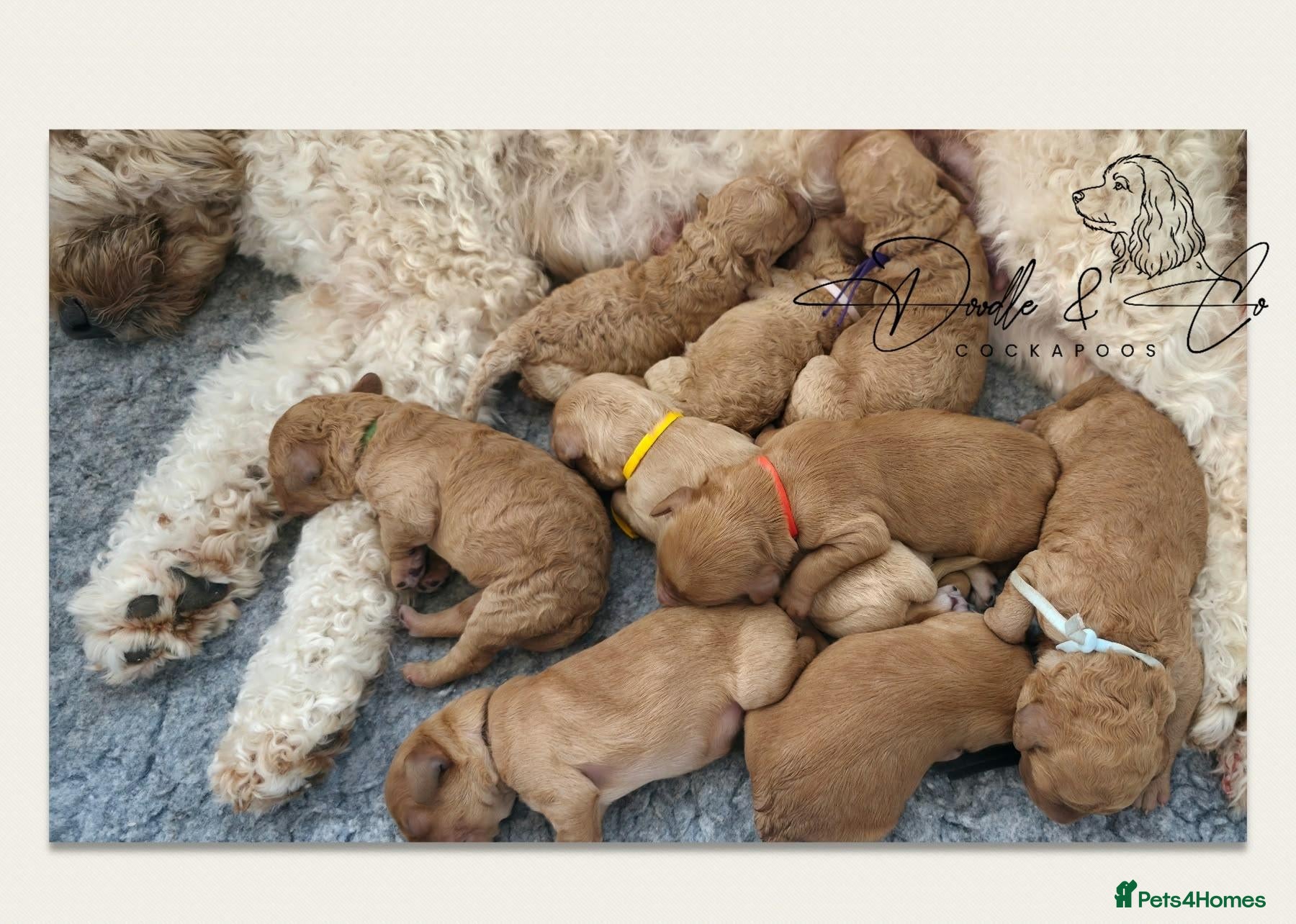 Cockapoo dogs Health tested F1b Show Type Cockapoo puppies - Advert 6