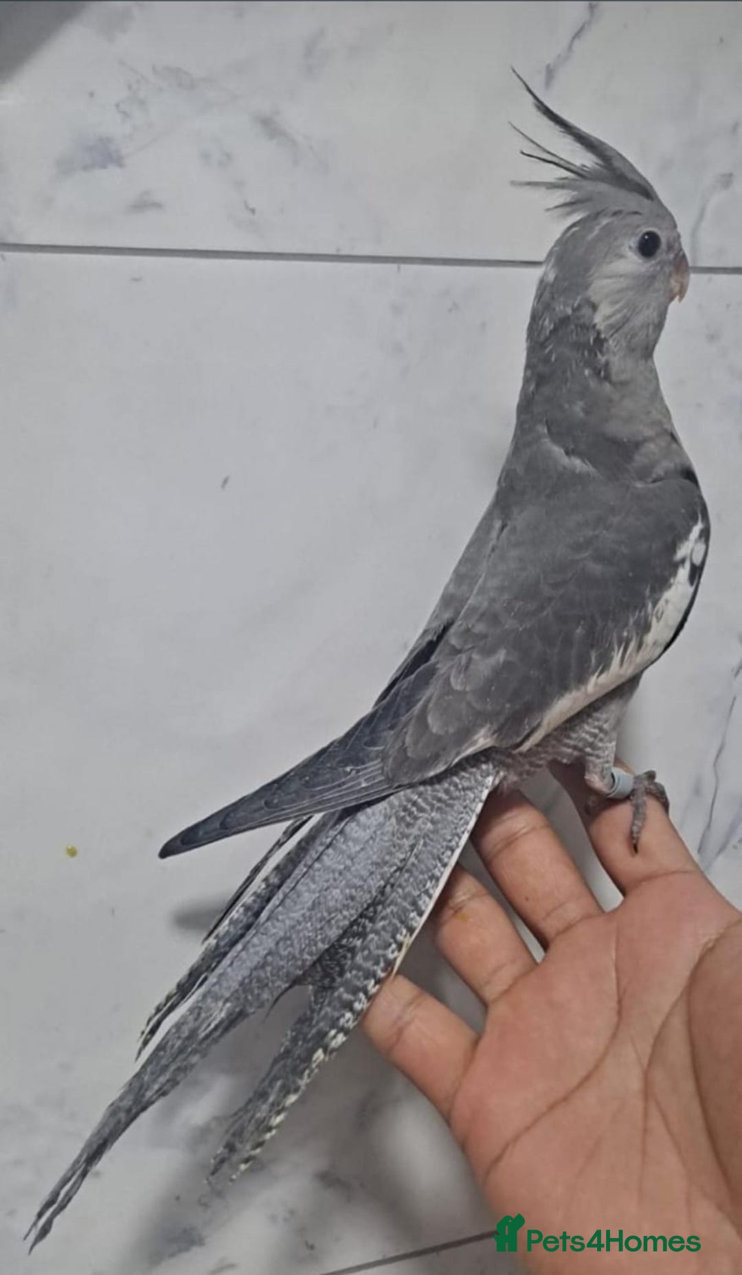 Cockatiels birds for sale: Hand tamed baby cockatiels for sale  - Advert 8