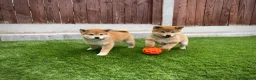 Japanese Shiba Inu dogs for sale: KC registered Japanese Shiba Inu puppies - Advert 4