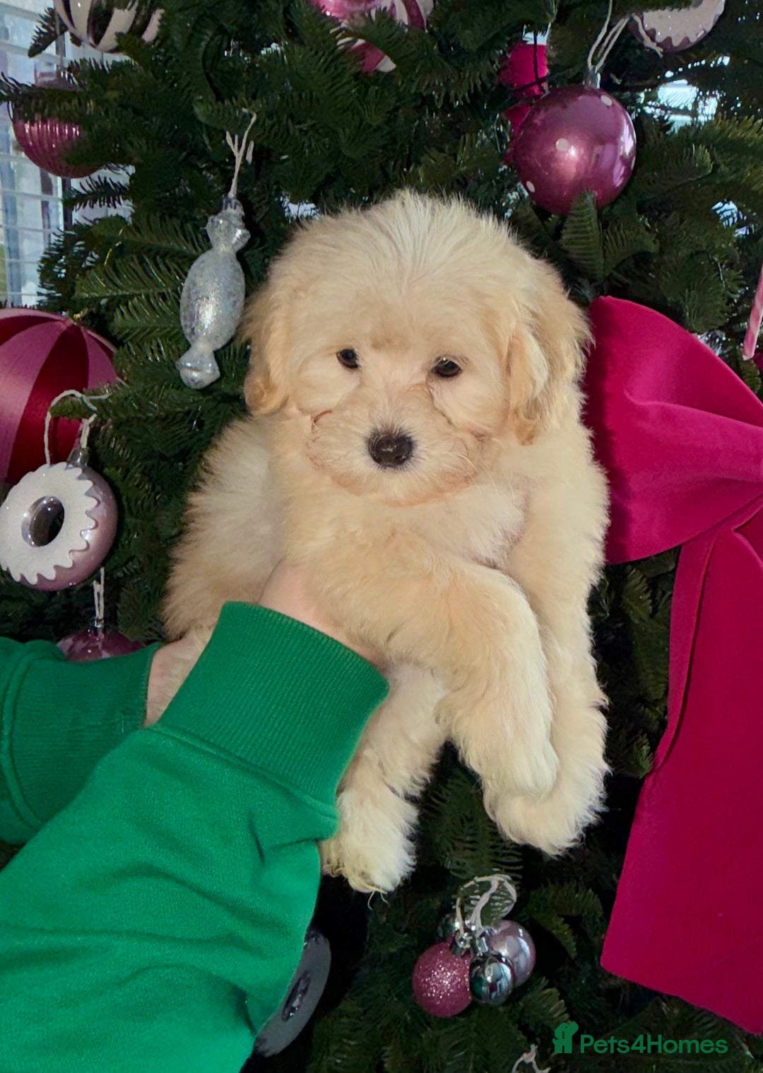 Maltipoo dogs for sale: F1 tiny Maltipoo Puppies 2 girls remaining!! - Advert 6