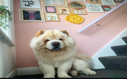 Chow Chow dogs for sale: Rambo the chow-chow  - Image 3