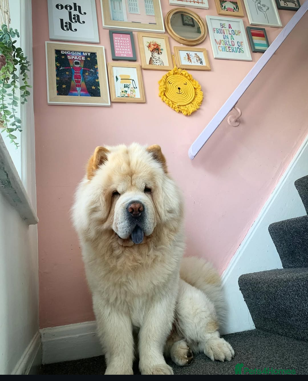 Chow Chow dogs for sale: Rambo the chow-chow  - Image 3