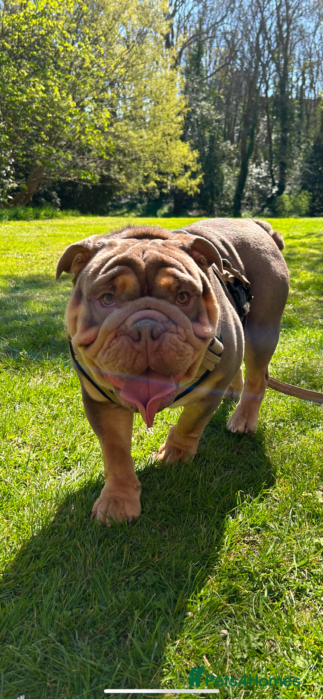 English Bulldog dogs for stud: Sons of king nemesis & epic bully (darling) in Southampton - Image 3