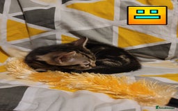 Bengal cats for sale: 💖🐱🐯Cute Half Bengel Kittens🐆🐈‍⬛💖 - Image 12