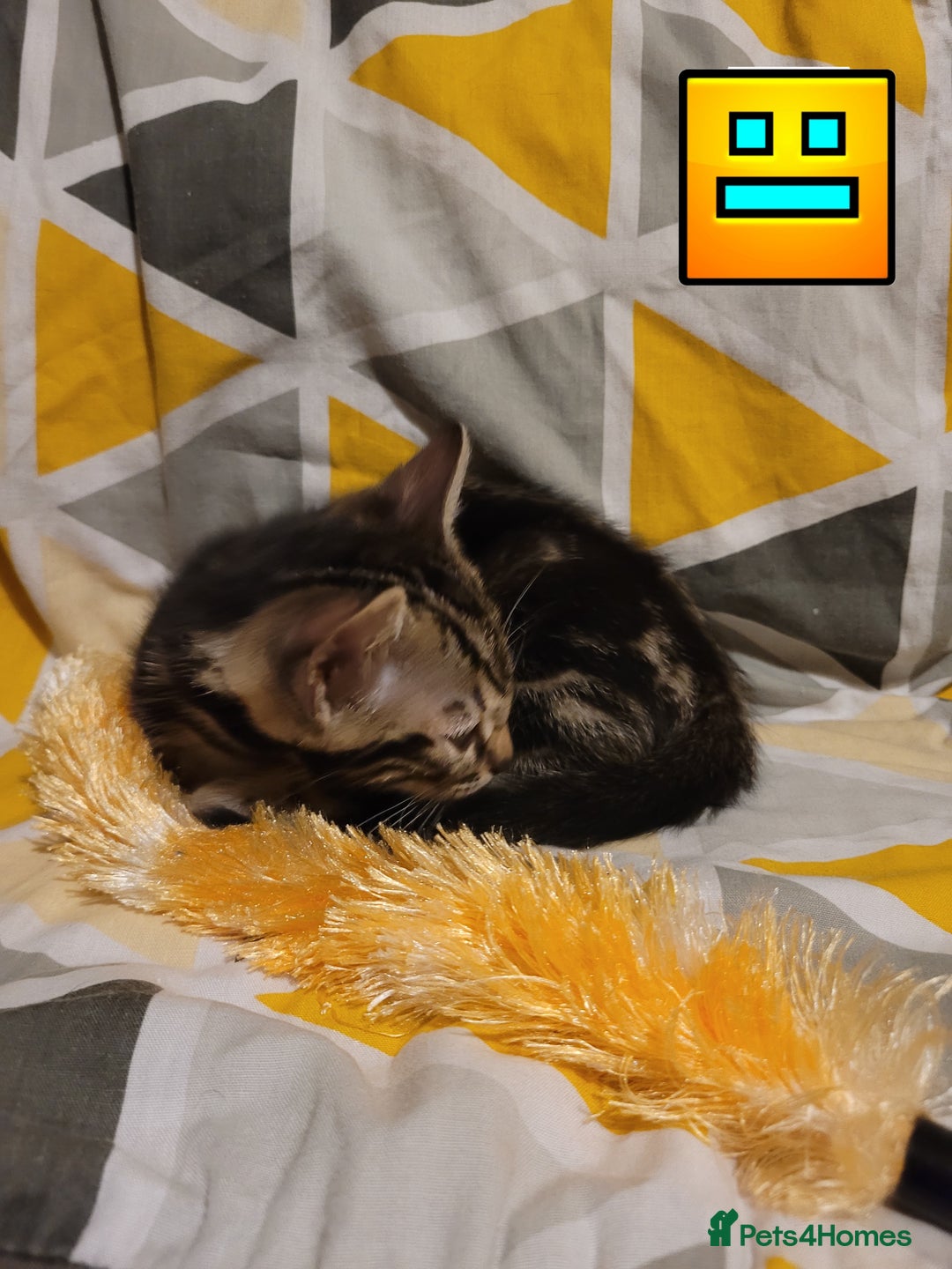 Bengal cats for sale: 💖🐱🐯Cute Half Bengel Kittens🐆🐈‍⬛💖 - Image 12