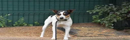 Jack Russell dogs for adoption: Chiqui - Advert 3