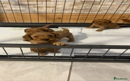 Cavapoo dogs for sale: Stunning F1 cavapoos  - Image 3