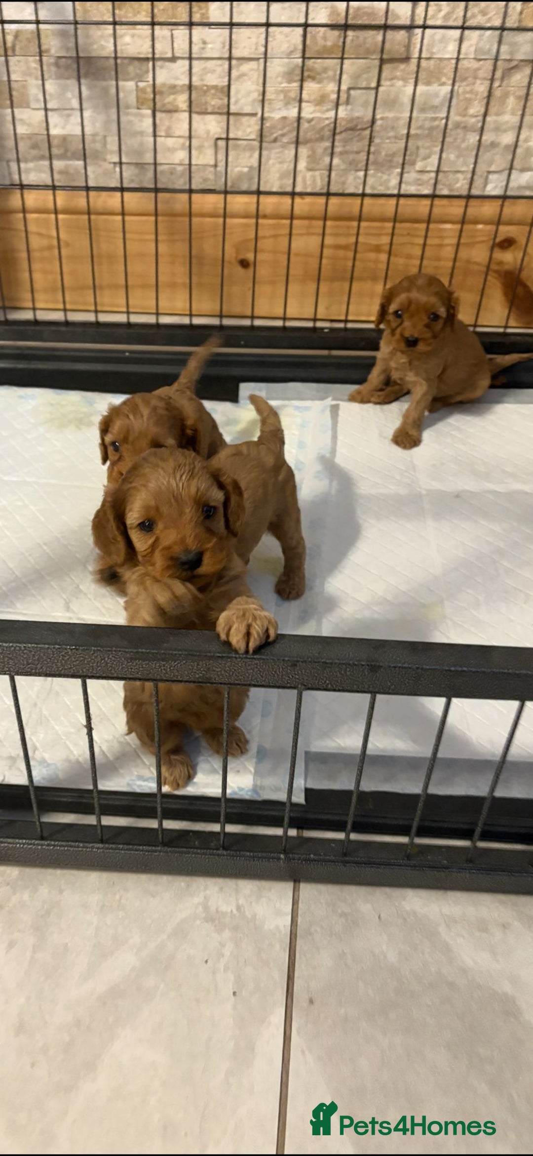 Cavapoo dogs for sale: Stunning F1 cavapoos  - Image 3