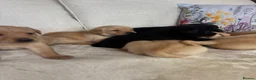 Labrador Retriever dogs for sale: DNA tested KC reg Labrador puppies - Advert 15