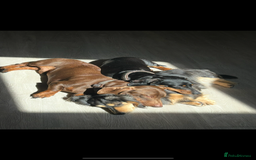 Dachshund dogs for sale: 5 stunning Dachshund puppies - Image 40