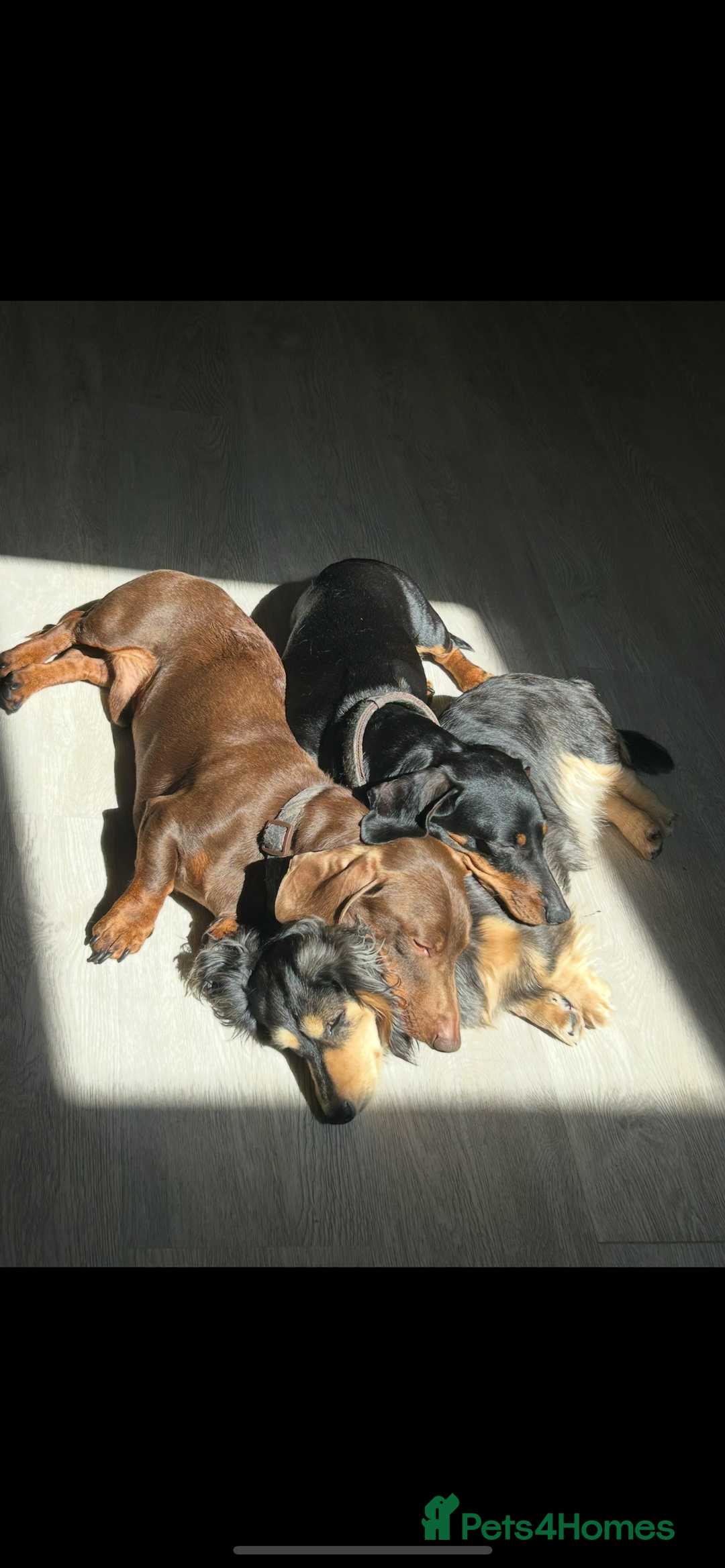 Dachshund dogs for sale: 5 stunning Dachshund puppies - Image 40
