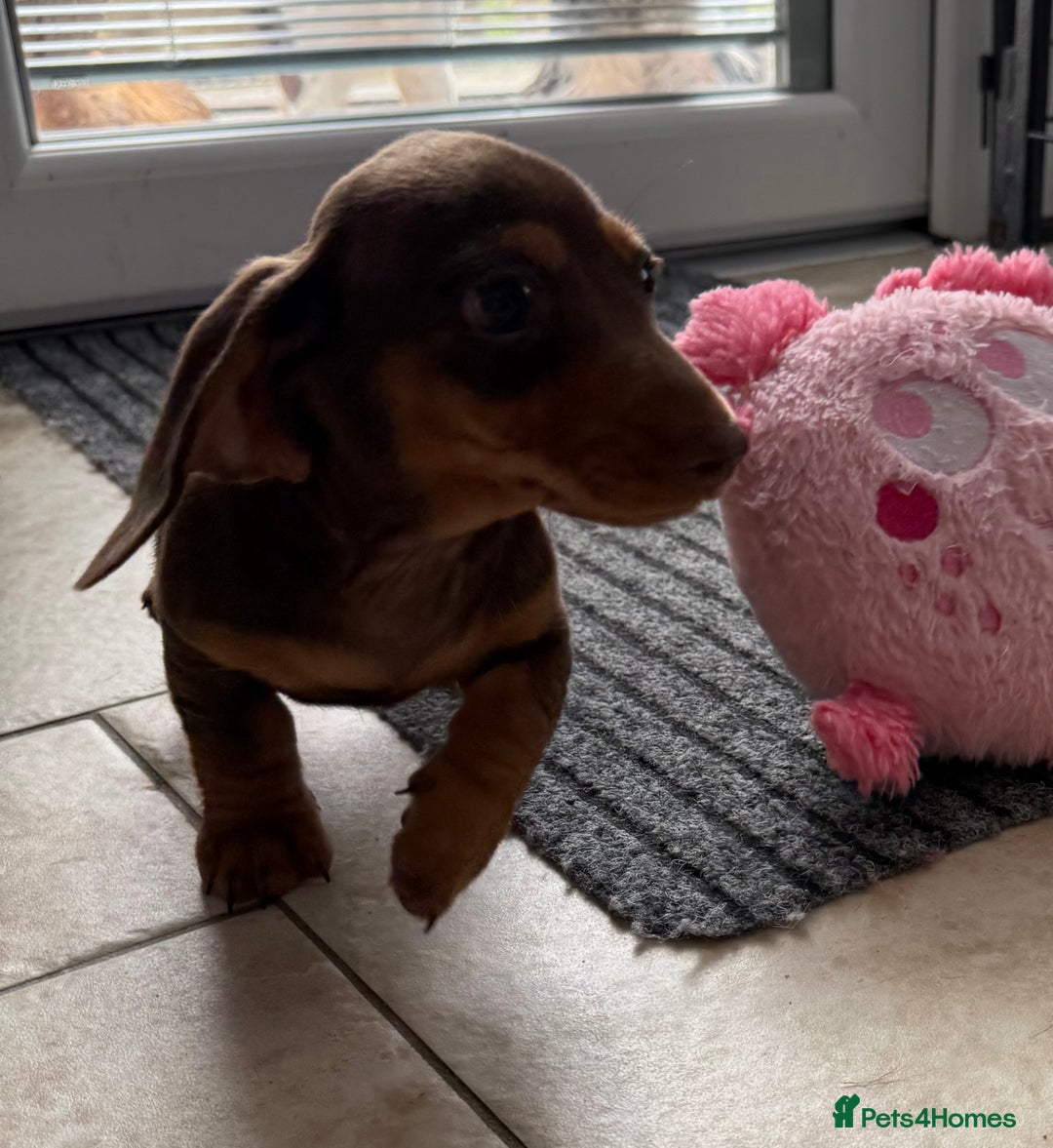 Miniature Dachshund dogs for sale: Beautiful miniature dachshunds ready now 🩷 - Image 2