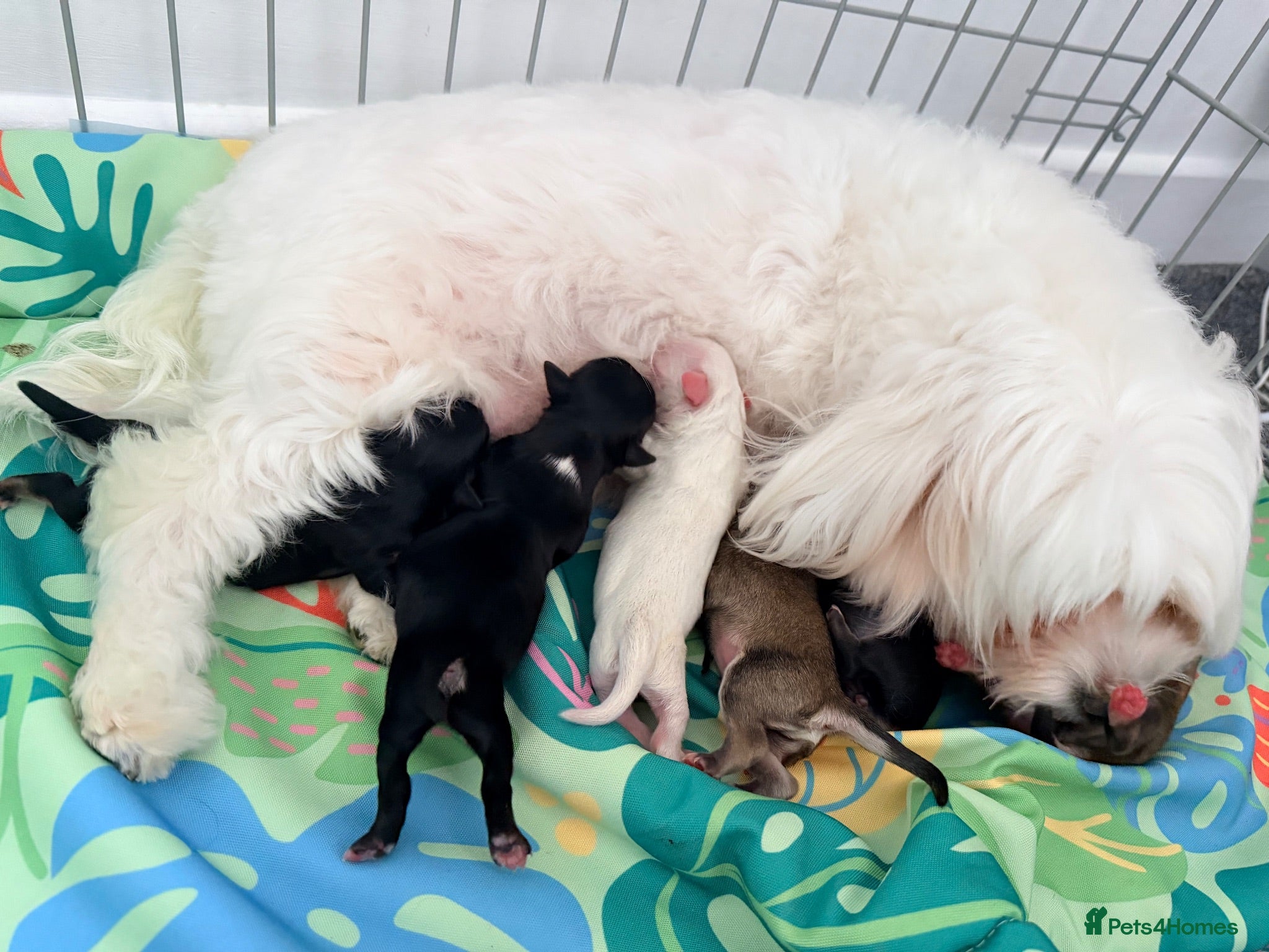 Mixed Breed dogs Malchi puppies - Advert 2