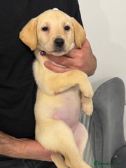 Labrador Retriever Puppy 1