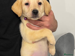 Labrador Retriever dogs Beautiful Labrador retrievers - Advert 1