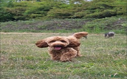 Cockapoo dogs for stud: Stunning F1 male cockapoo stud  - Image 3
