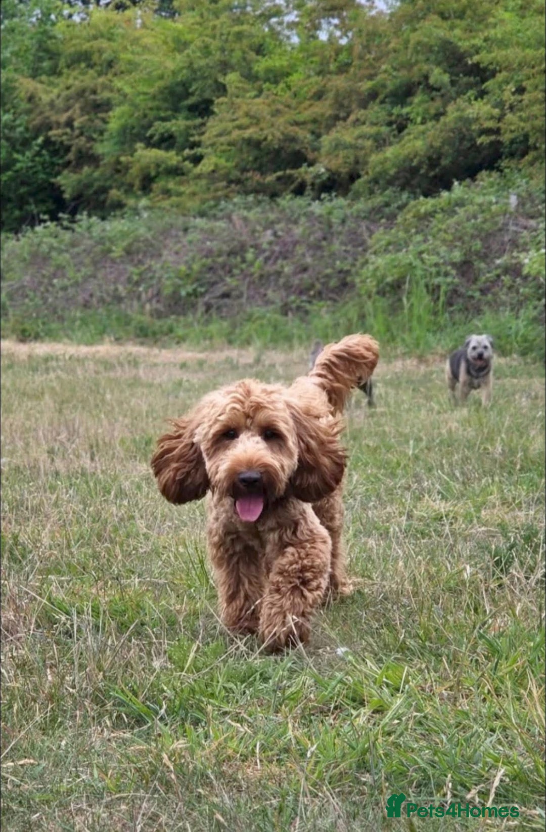 Cockapoo dogs for stud: Stunning F1 male cockapoo stud  - Image 3