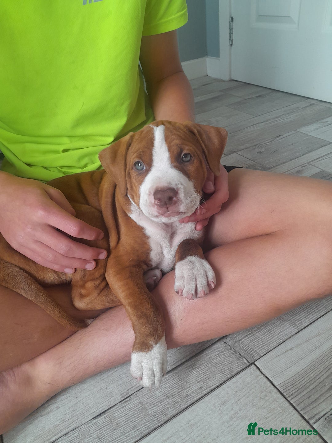 American Bull Staffy dogs for sale: Exceptional  - Image 2