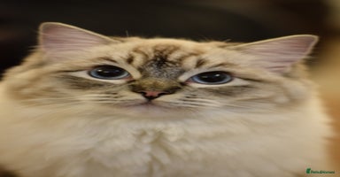 Ragdoll cats - Advert 16
